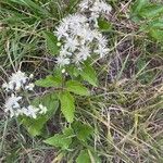 Clematis vitalbaFlors