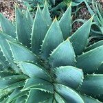 Aloe polyphylla Habitus