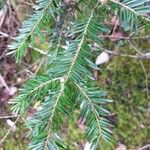 Abies alba Blatt