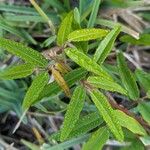 Desmodium paniculatum Leaf