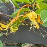 Lonicera hildebrandtiana Blüte