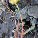 Petrosedum montanum Flower