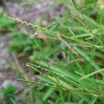 Stenotaphrum dimidiatum Habit