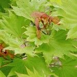 Acer shirasawanum Folha