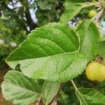 Malus domesticaFlower