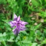 Melampyrum nemorosum Flower