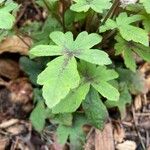 Tiarella cordifolia 葉