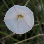 Convolvulus virgatus Flower