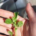 Medicago scutellata Hoja