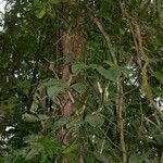 Philodendron rothschuhianum Hábito