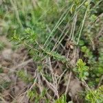 Thymus pulegioides Leaf