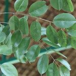 Pterocarpus angolensis Folha