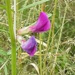 Vicia sativa ফুল