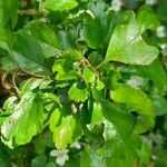 Crataegus laevigata Hoja