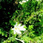 Paradisea liliastrum Flower