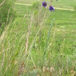 Salvia nutans Costuma