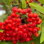 Sorbus americana Vaisius