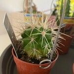 Echinocereus coccineus Yaprak