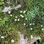 Arenaria biflora Bloem