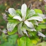 Pittosporum cherrieri Leaf