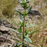 Trichodesma zeylanicum Habit