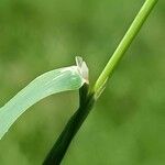 Phleum pratense Leaf