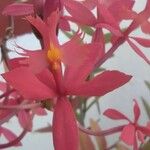 Epidendrum ibaguense പുഷ്പം