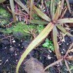 Drosera adelae Hoja