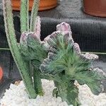 Cereus spegazzinii Leaf