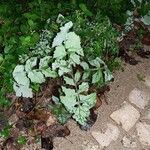 Lactuca muralis Habitus