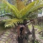 Dicksonia antarctica 葉