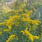 Solidago giganteaफूल