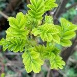 Rosa rugosa Leaf