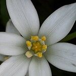 Ornithogalum baeticum