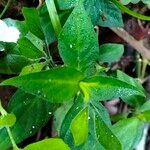 Hypoestes forskaolii Leaf