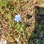 Linum leonii Flower