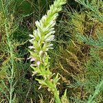 Myricaria germanica Flower