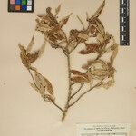 Elaeagnus kanaii Otro