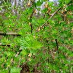Ribes nigrum Hábito