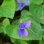 Viola cucullata Leaf