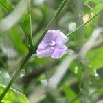 Brunfelsia grandifloraVirág