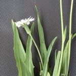 Hypochaeris albiflora Hoja