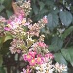 Banisteriopsis caapi Floare