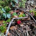 Rubus geoides Fruto