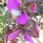 Polygala bracteolata