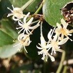 Smilax aspera Blüte