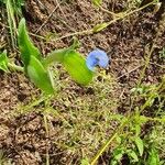 Commelina latifolia Fruitua