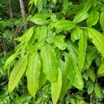 Oxydendrum arboreum Leaf