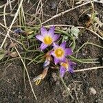 Romulea clusiana Flower