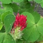 Trifolium incarnatum Квітка